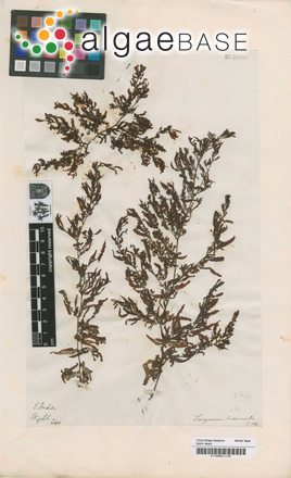 Sargassum biserrula J.Agardh