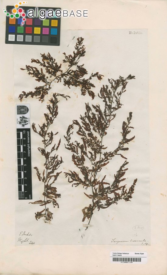 Sargassum biserrula J.Agardh