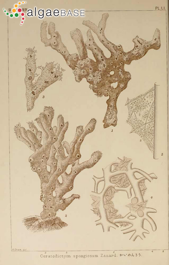 Ceratodictyon spongiosum Zanardini