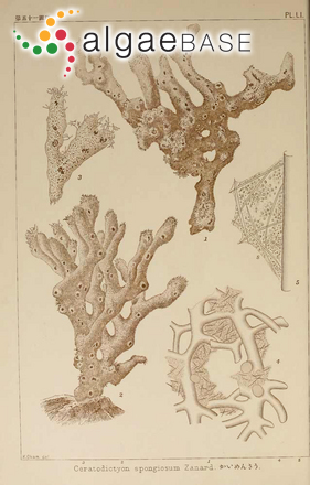 Ceratodictyon spongiosum Zanardini