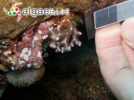 Trichogloea requienii (Montagne) Kützing