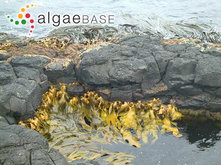 Sargassum lanceolatum var. colomboƫnse Grunow
