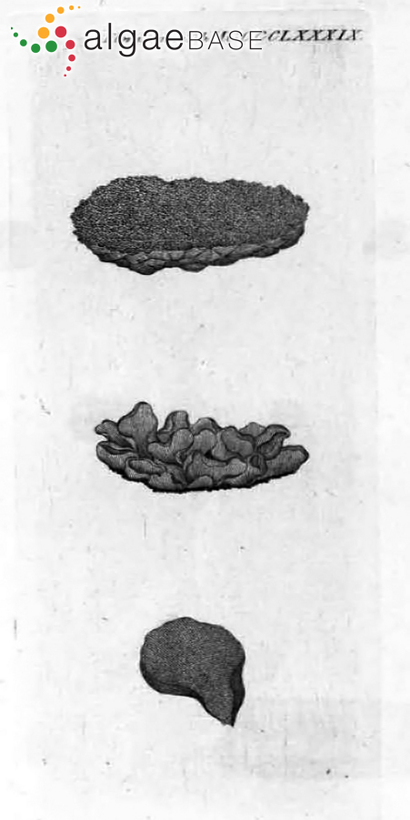 Prasiola furfuracea (Hornemann) Trevisan