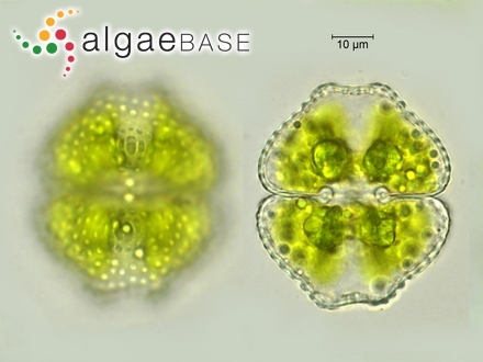 Cosmarium turpinii var. eximium West & G.S.West