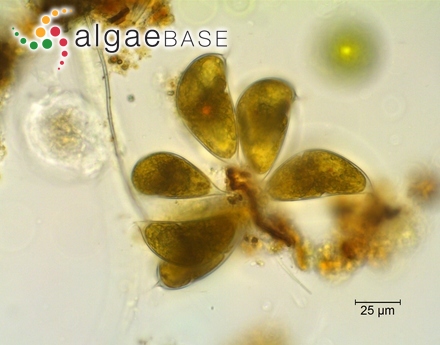 Cystodinium cornifax (A.J.Schilling) G.A.Klebs