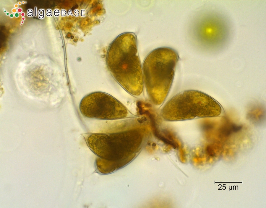Cystodinium cornifax (A.J.Schilling) G.A.Klebs