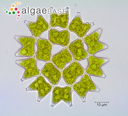 Pediastrum duplex Meyen