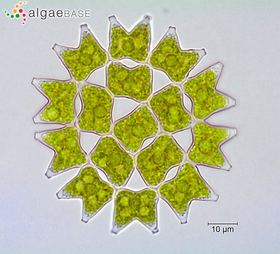 Pediastrum duplex Meyen