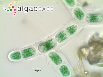 Chroodactylon ornatum (C.Agardh) Basson