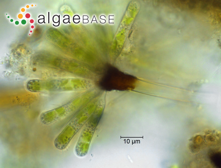 Ophiocytium arbuscula (A.Braun ex Kützing) Sande Lacoste & Suringar