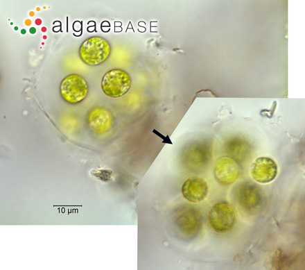 Asterococcus limneticus G.M.Smith