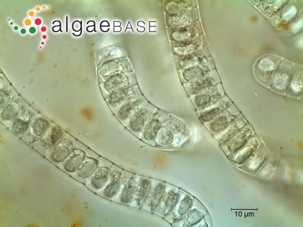 Phormidium molle Gomont