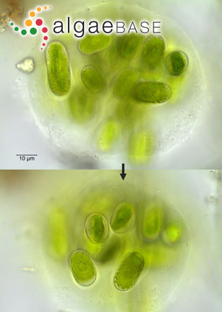 Mesotaenium macrococcum (Kützing) J.Roy & Bisset