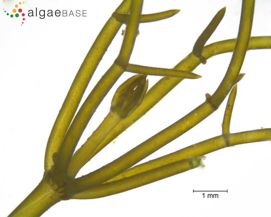 Nitellopsis obtusa (Desvaux) J.Groves