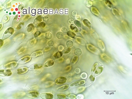 Sheathia boryana (Sirodot) Salomaki & M.L.Vis