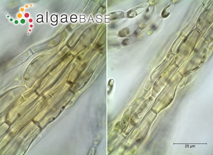 Sheathia boryana (Sirodot) Salomaki & M.L.Vis