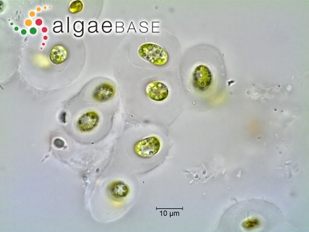 Gloeocystis vesiculosa Nägeli