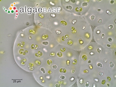 Gloeocystis vesiculosa Nägeli
