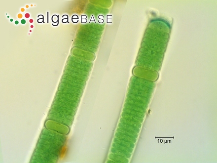 Nodularia spumigena Mertens ex Bornet & Flahault