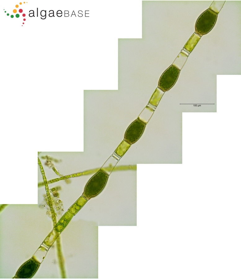 Oedogonium pachydermum Wittrock & P.Lundell ex Hirn