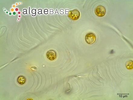 Ruttnera lamellosa (P.L.Anand) R.A.Andersen, J.I.Kim, Tittley & H.S.Yoon