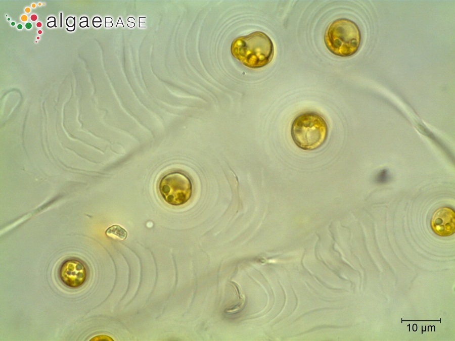 Ruttnera lamellosa (P.L.Anand) R.A.Andersen, J.I.Kim, Tittley & H.S.Yoon