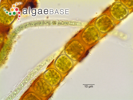 Cylindrocapsa involuta Reinsch