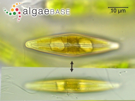 Frustulia saxonica Rabenhorst