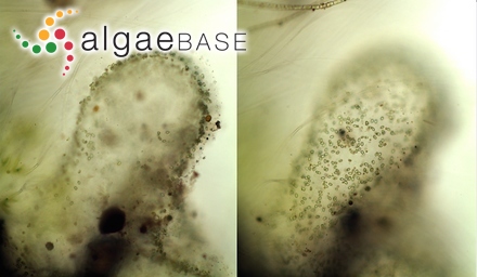 Polysiphonia variegata (C.Agardh) J.Agardh