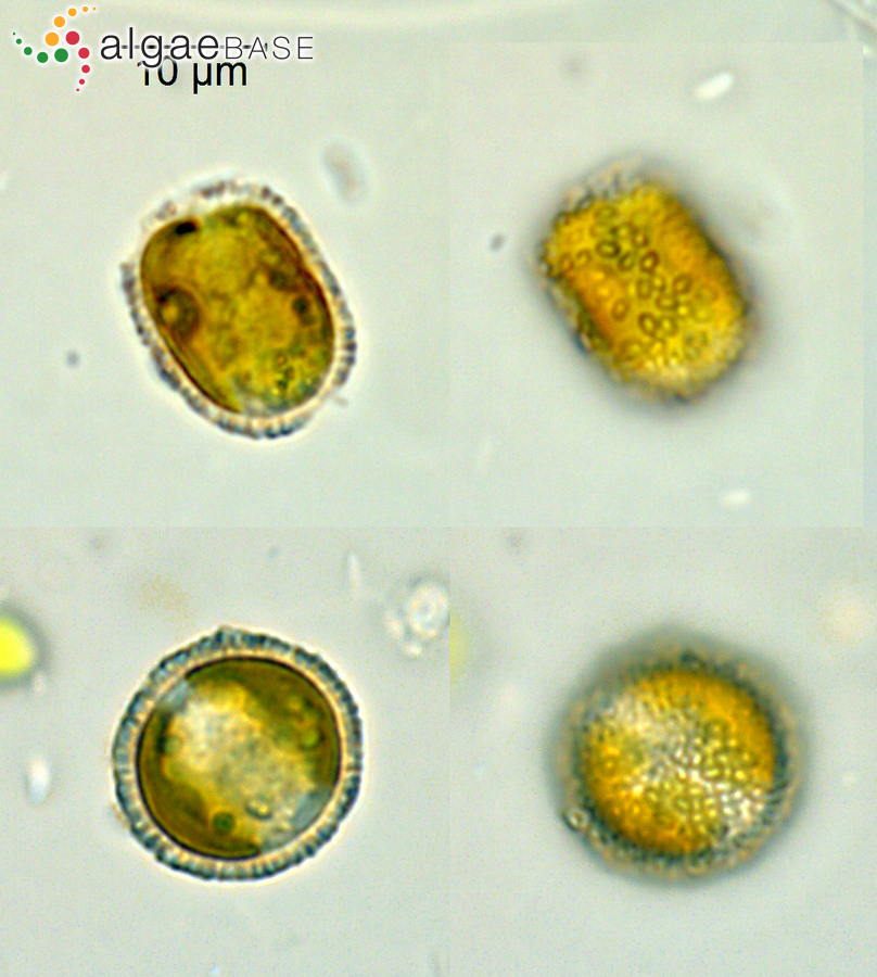Hymenomonas roseola F.Stein