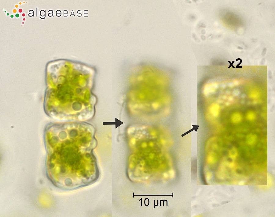 Cosmarium obliquum var. trigonum West