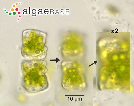 Cosmarium obliquum var. trigonum West