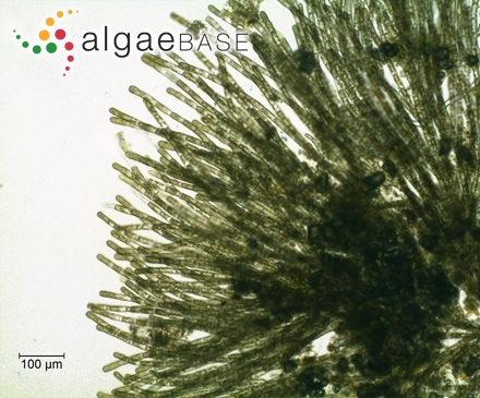Batrachospermum gelatinosum (Linnaeus) De Candolle