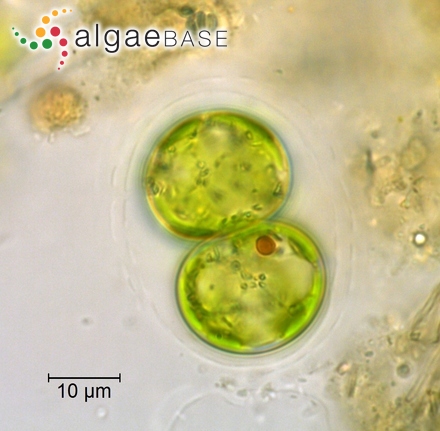 Chlorobotrys regularis (West) Bohlin