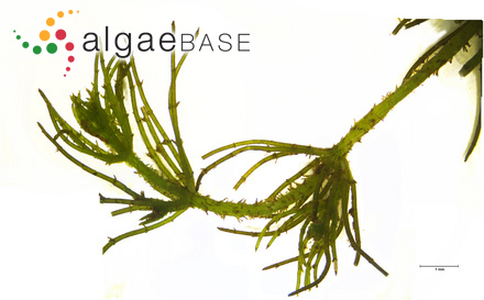 Gardnerula spongiosa (Zanardini) C.K.Tseng & M.Hua