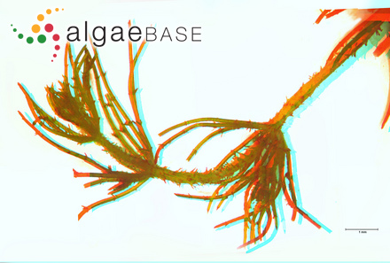 Polythrix spongiosa Zanardini