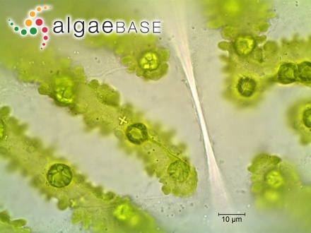 Spirogyra crassa (Kützing) Kützing