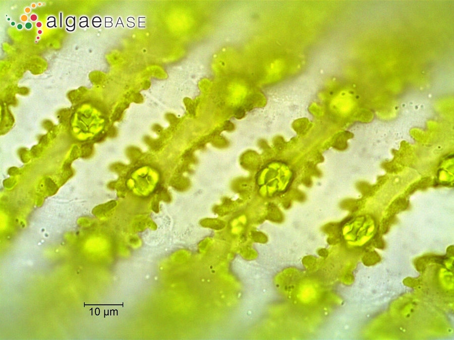 Spirogyra crassa (Kützing) Kützing
