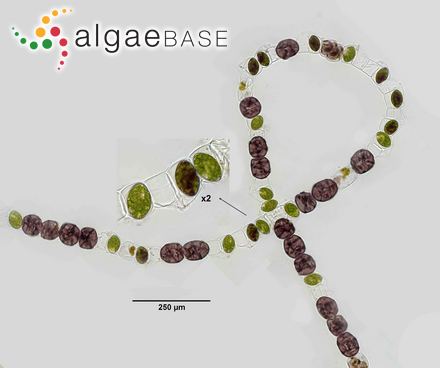 Spirogyra condensata (Vaucher) Dumortier