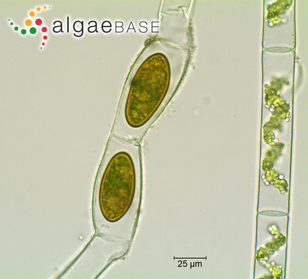 Brachytrichia maculans Gomont