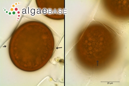 Acrochaetium americanum (C.-C.Jao) Papenfuss
