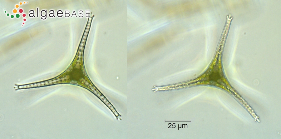 Staurastrum pingue var. planctonicum (Teiling) Coesel & Meesters