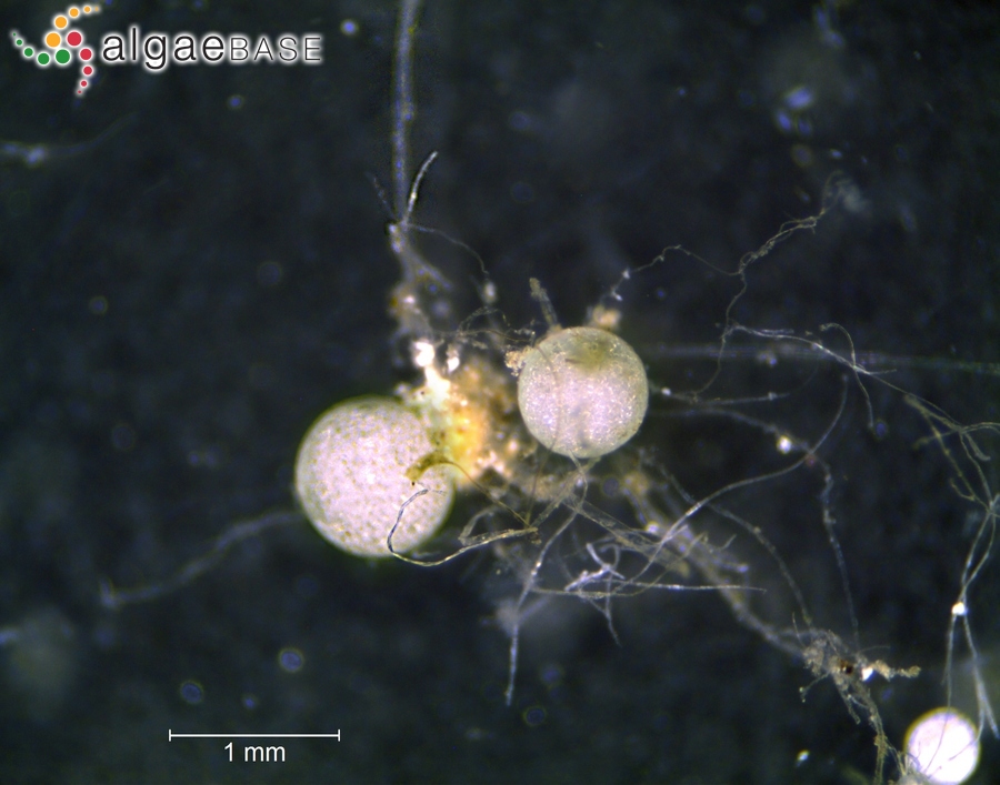 Chara aspera var. nodulifera A.Braun ex Leonhardi