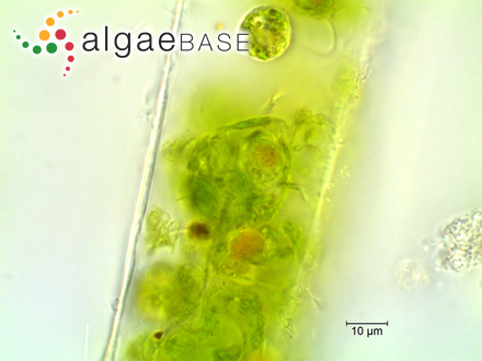 Licmophora paradoxa (Lyngbye) C.Agardh