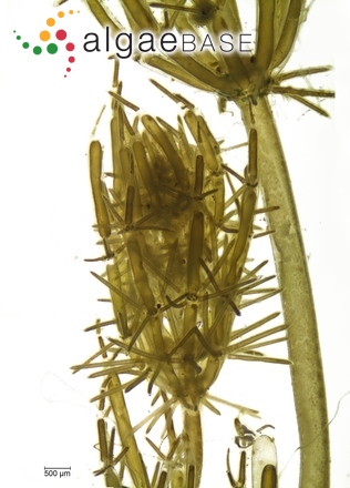 Lamprothamnium papulosum (Wallroth) J.Groves