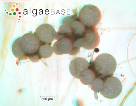 Staurastrum sexangulare f. australicum Schmidle