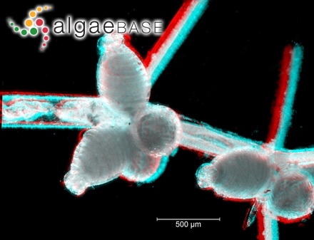 Staurastrum sexangulare var. gemmescens Playfair