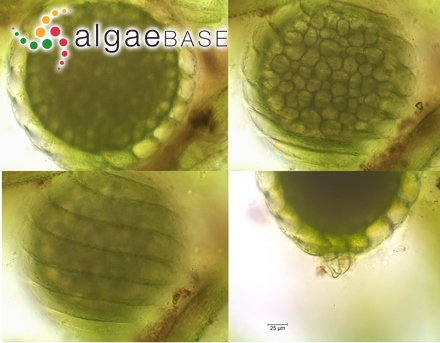 Nitella confervacea (Brébisson) A.Braun ex Leonhardi