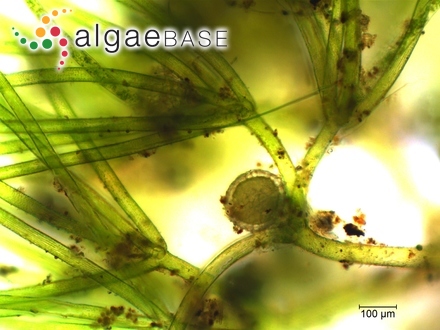 Nitella confervacea (Brébisson) A.Braun ex Leonhardi