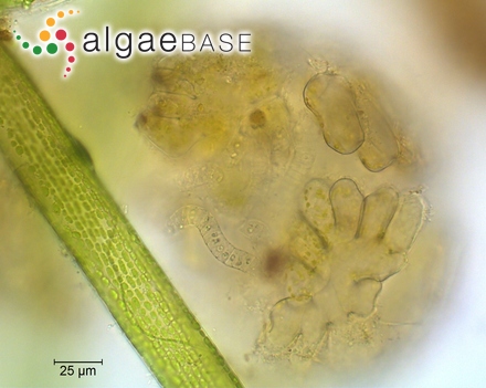 Nitella confervacea (Brébisson) A.Braun ex Leonhardi